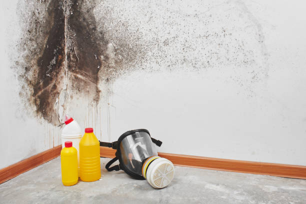 Best Home Mold Removal  in Greenville, FL