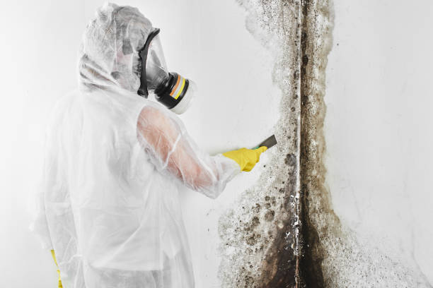 Best Toxic Mold Removal  in Greenville, FL