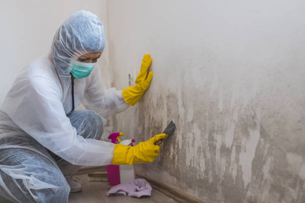 Best Mold Damage Repair  in Greenville, FL