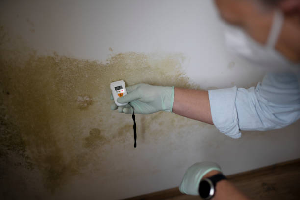 Best Fast Mold Removal  in Greenville, FL