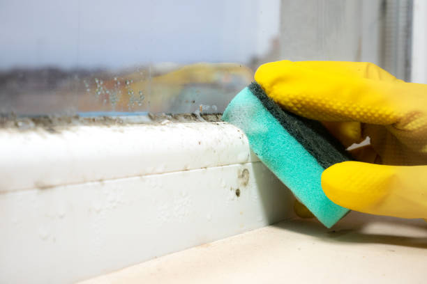 Best Black Mold Removal  in Greenville, FL