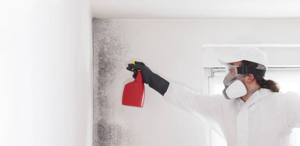 Best Best Mold Removal Companies  in Greenville, FL