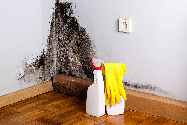 Best Local Mold Removal Service  in Greenville, FL