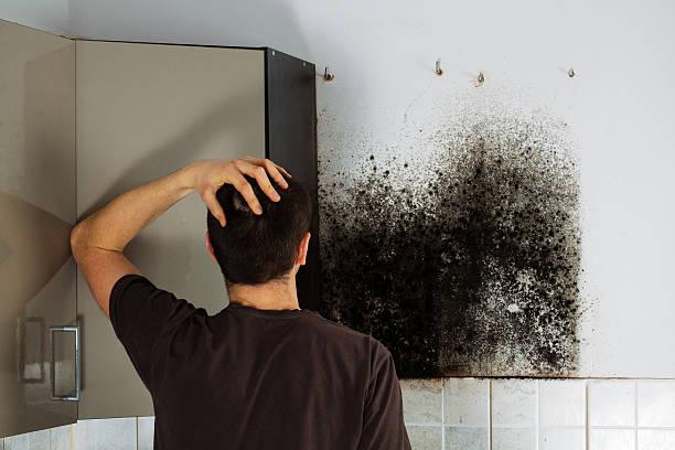 Best Home Mold Removal  in Greenville, FL