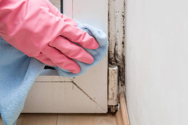 Best Commercial Mold Removal  in Greenville, FL